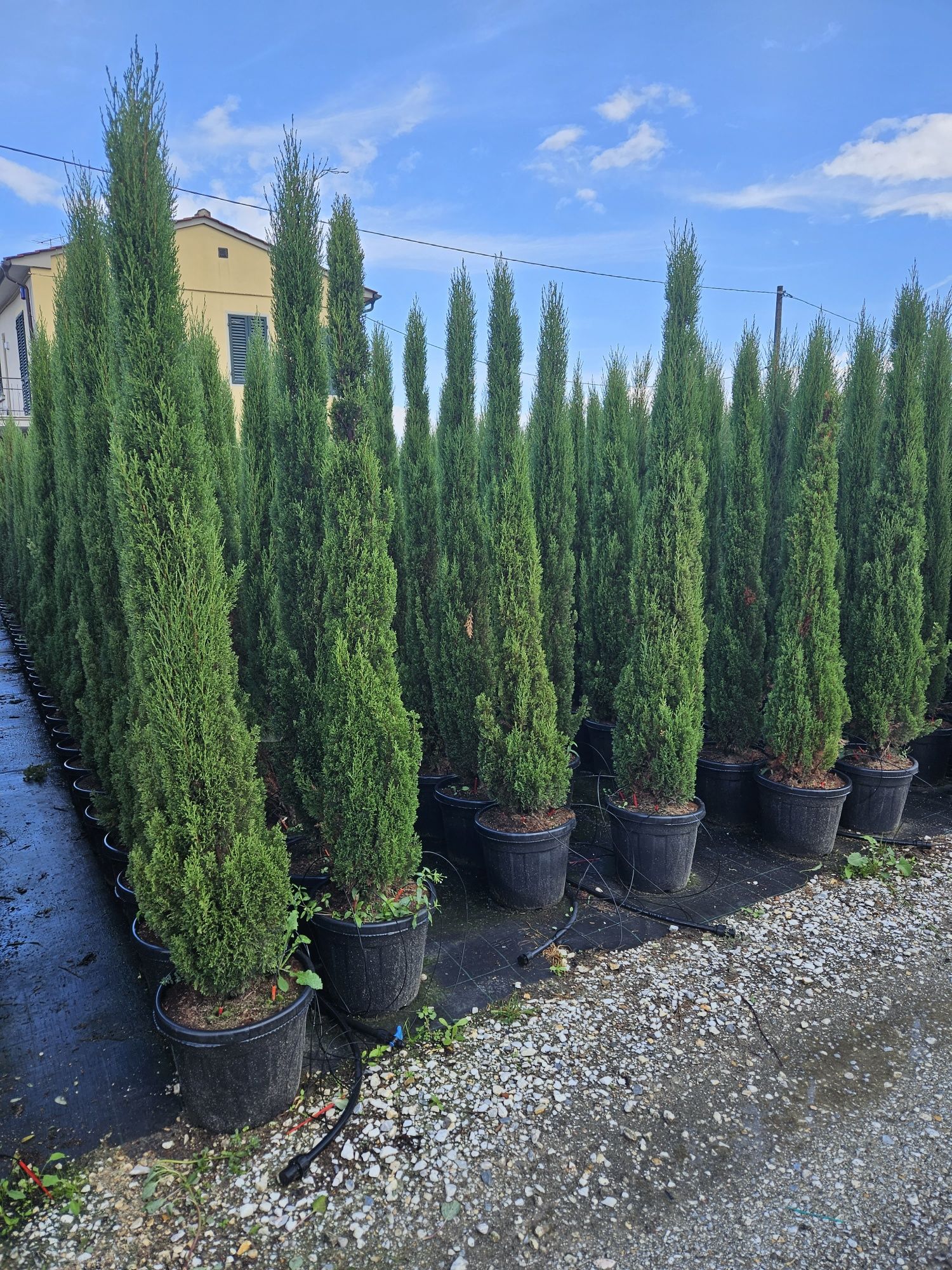 Cupressus sempervires toate dimensiunile Transport gratuit