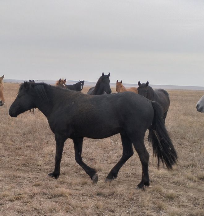 Лошадь на мясо упитанный