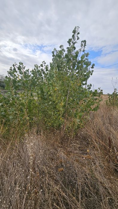 Salcie / Plop cu radacina nuda