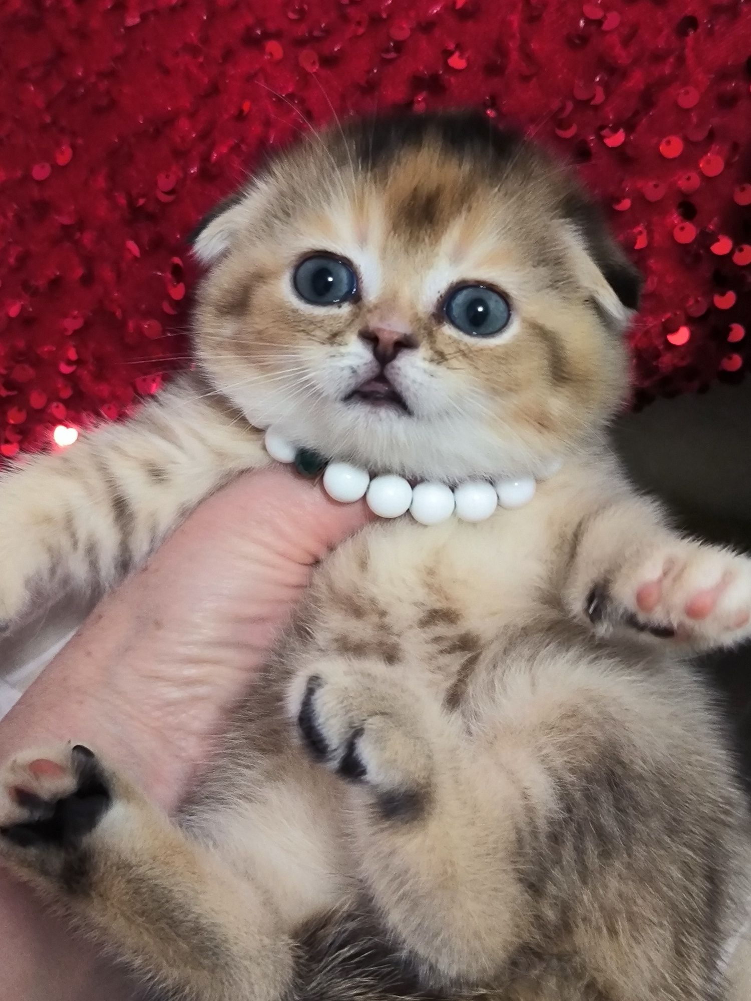 Котята от правильной вязки