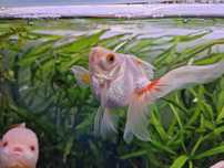 Carasi acvariu goldfish pesti acvariu