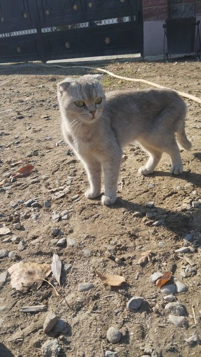 Продам кошку мысык сатылады