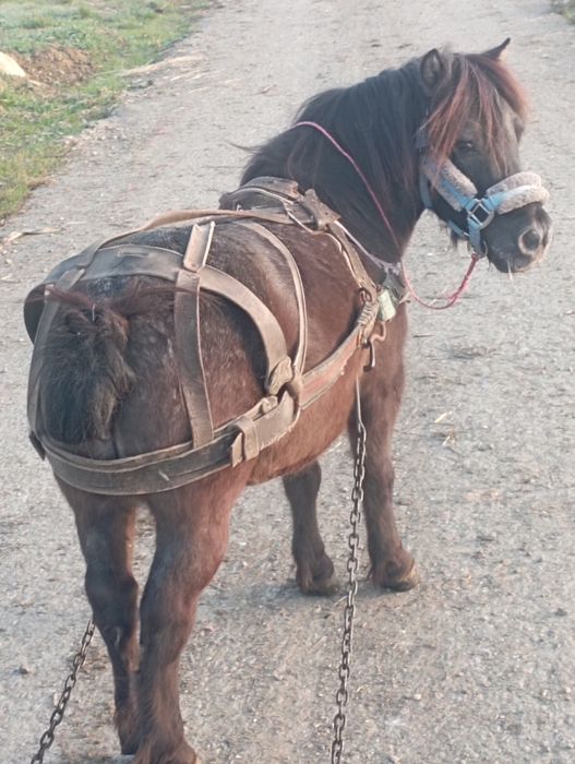 Ponei de vânzare an vâstră ,8 pe 9 ani