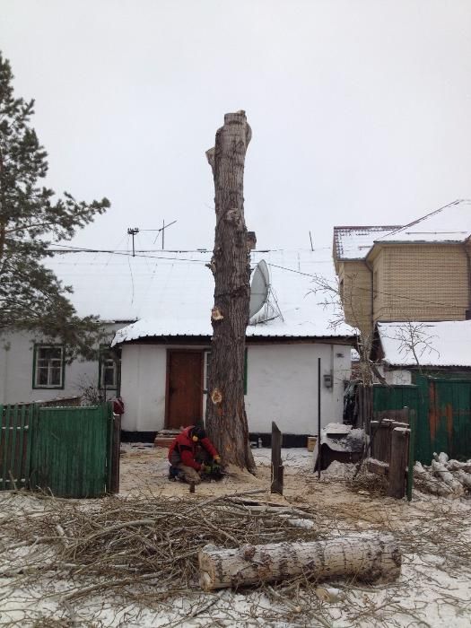 Удаление деревьев, Спил деревьев.