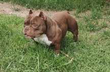 Femelă american bully micro