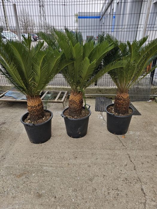 Palmier bonsai lelendy tuia smarald catalpa mesteacăn