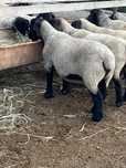 Oi, Berbeci si Miei Suffolk