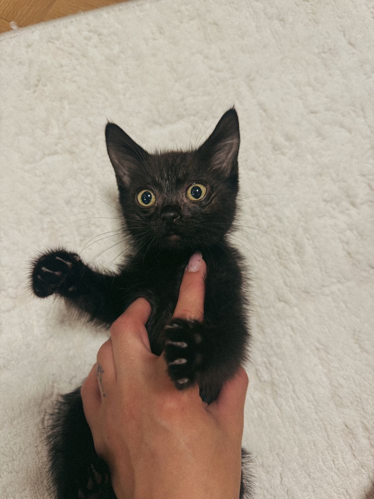 Котёнок ищет дом