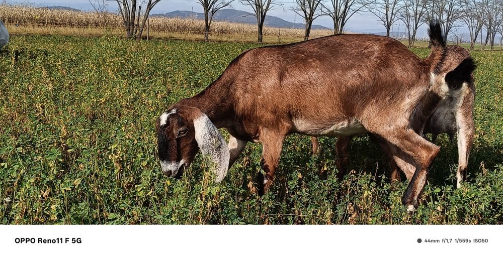 Vând capre anglonubian