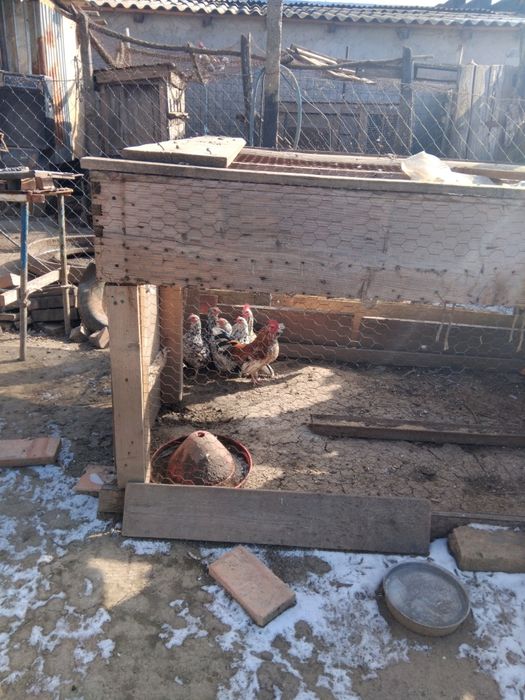 gaini americane in diferite variante