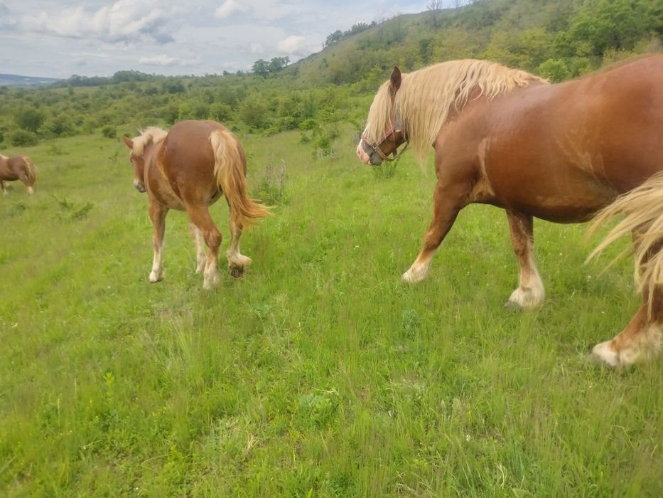 Vand mânz armasar/ NU FAC SCHIMB