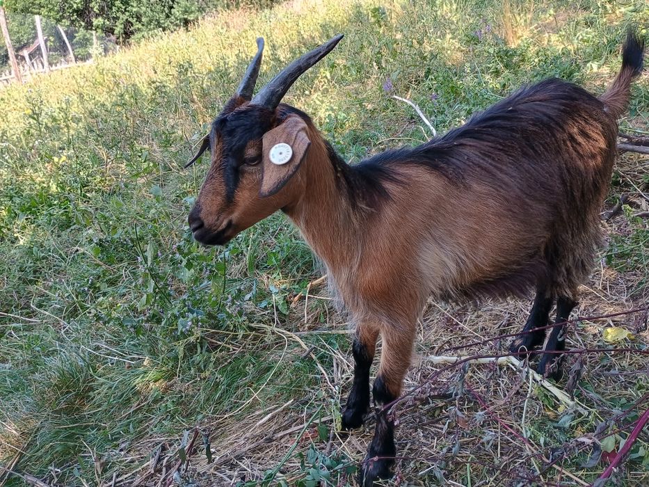Iada / Capra rasa Alpina gestanta