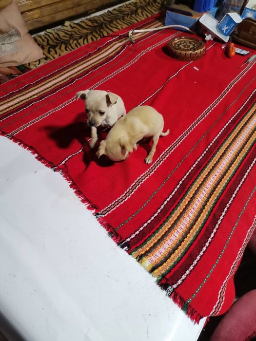 Пинчерчета за продажба