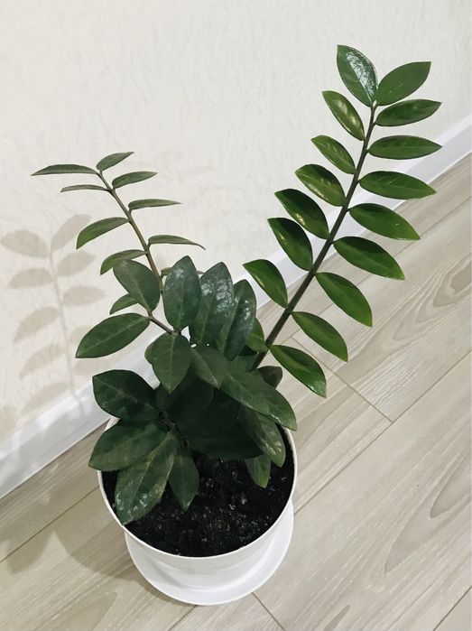 цветок Замиокулькас