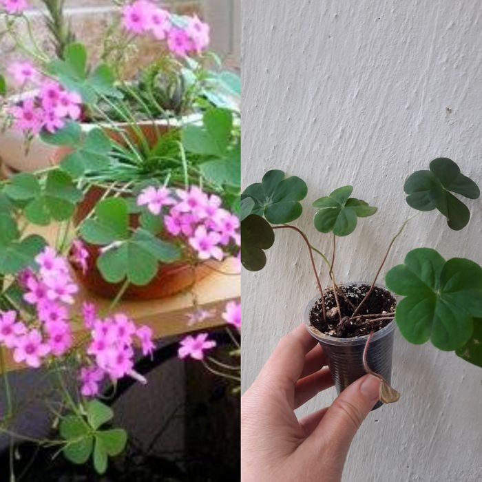 Оксалис бабочки зелёный детка и много других цв