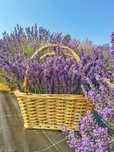 Buchete lavanda