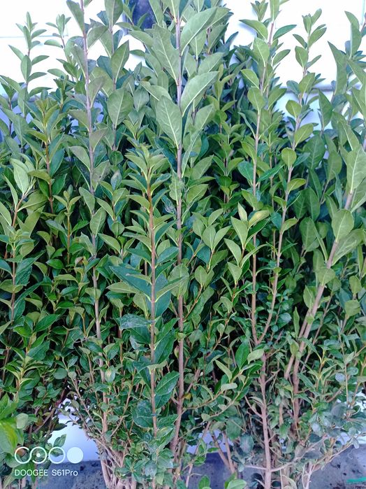 Легуструм  на гол корен -вечнозелен готов за жив  плет!070-1,10см