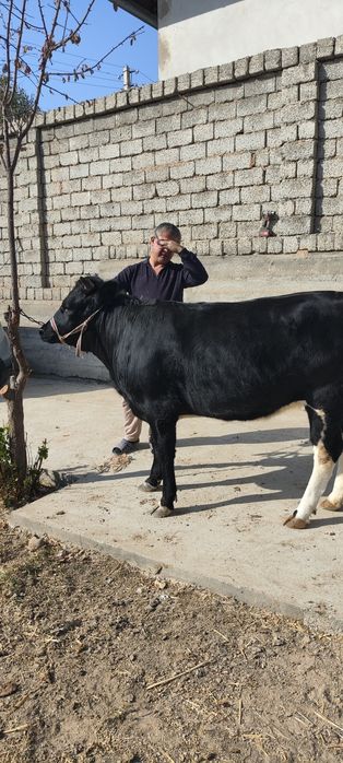 Gʻoʻnajinlar sotiladi