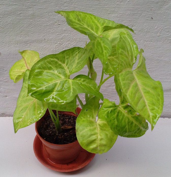 Сингониум Голден Аллюжен. Цветы для дома и офиса.