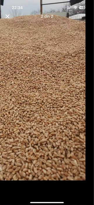 Aduc la comanda porumb grau orz