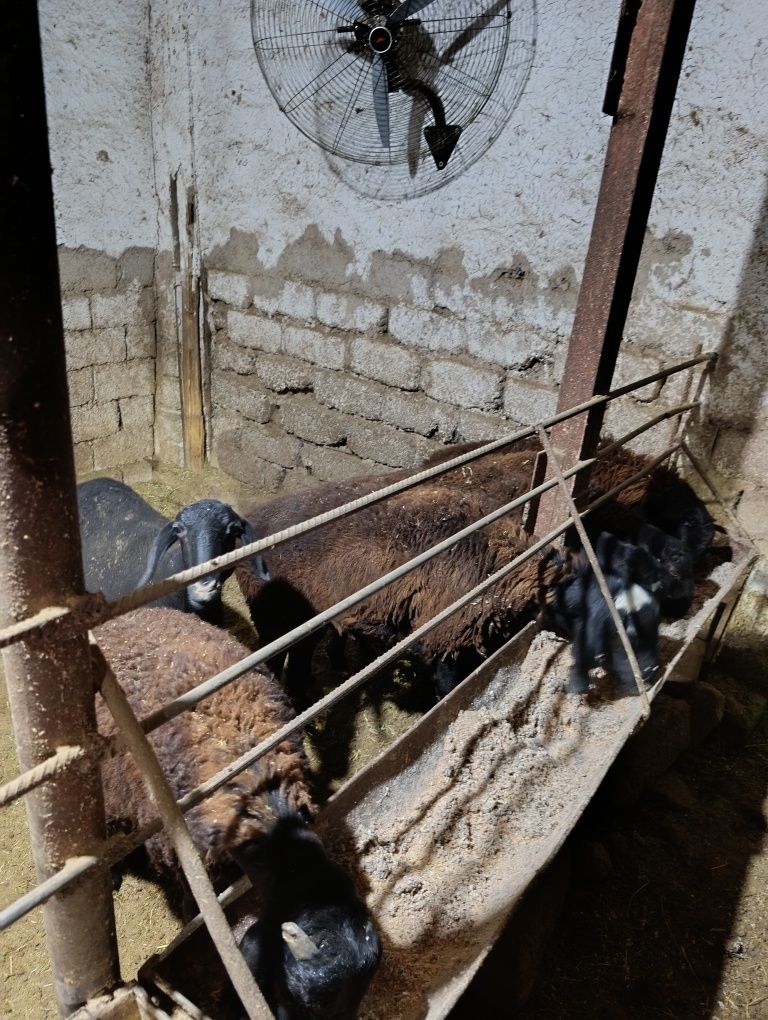 Qoylar qoy sotiladi 84 000 mingdan jivoy vesga