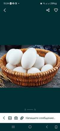 Гусиные, индюшиные и куриные инкубационные яйца