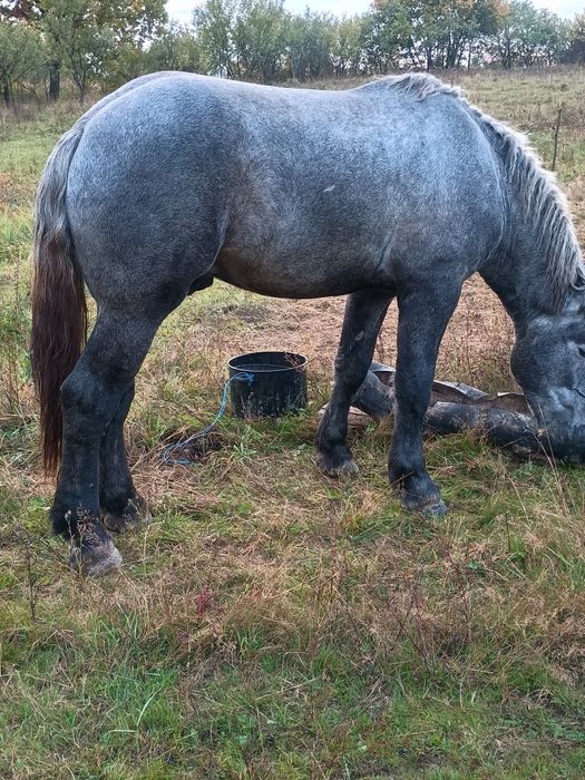 Vând mânz percheron 2 ani
