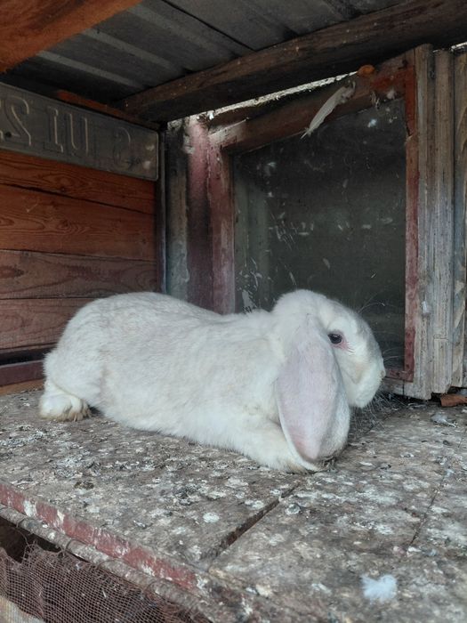Vând femelă berbec german tânără