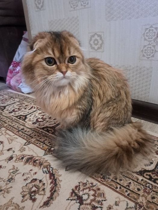 Кошка и кот персидский длинно шерстная  500 минг сум