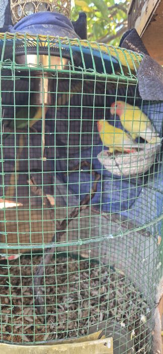 Qushlar sotilat 4 dona