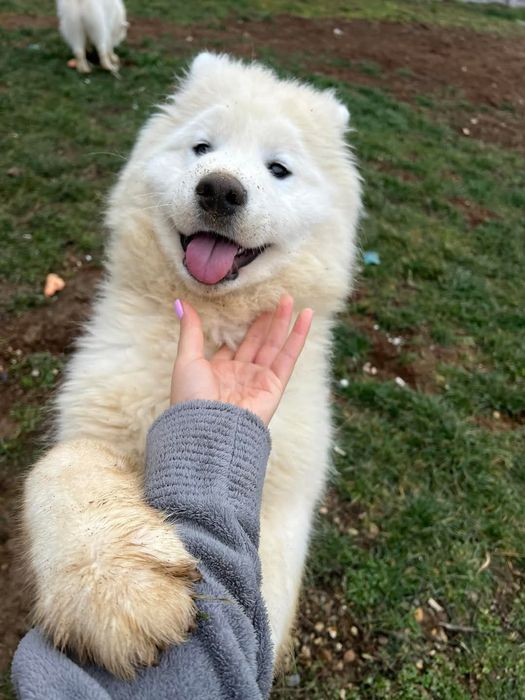 Se cauta familie iubitoare pui Samoyed