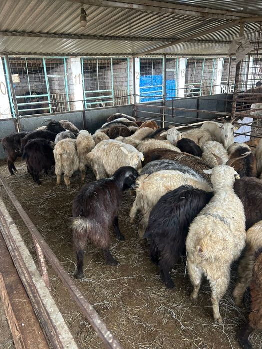 Ешкілер сатылады