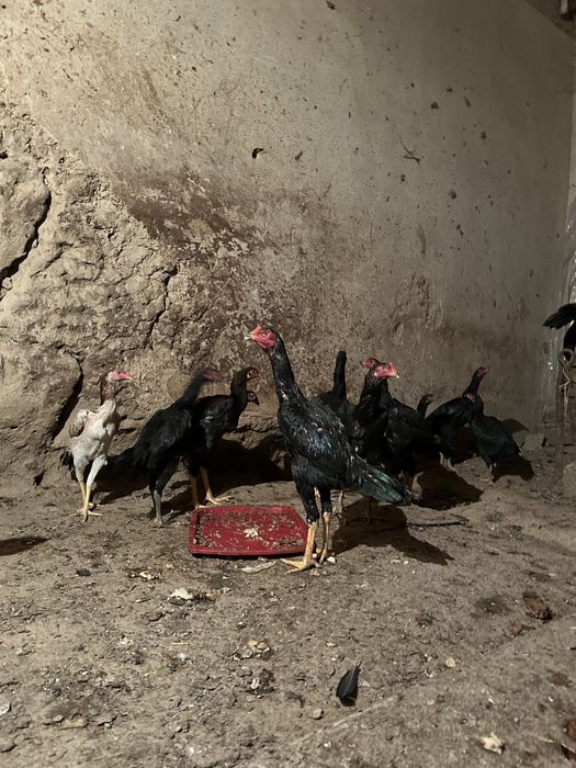 Dakan xoroz makyonlar sotiladi
