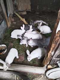 Кролики от 3 месяцев, 4000