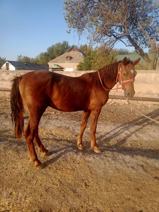 Тай еркек 1 жас 4 ай