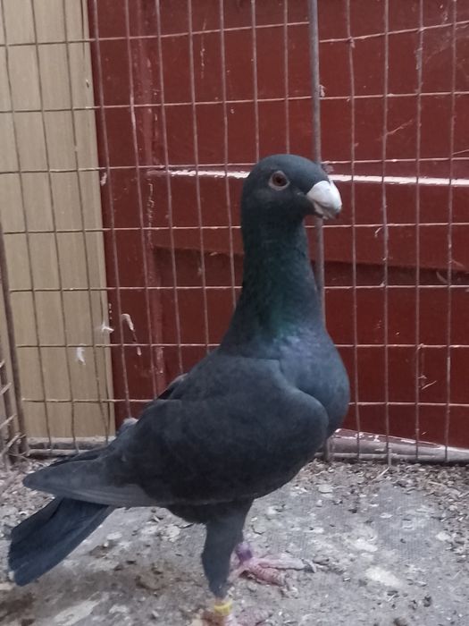 10 germani la ofertă