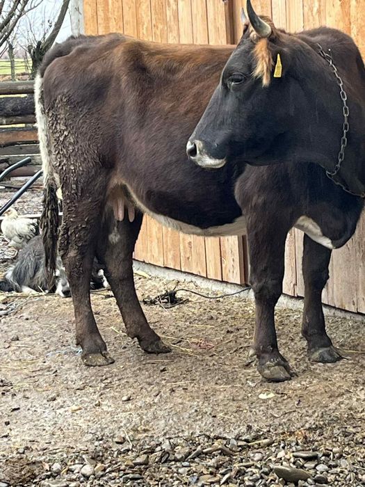 Vând vaca în 8 luni