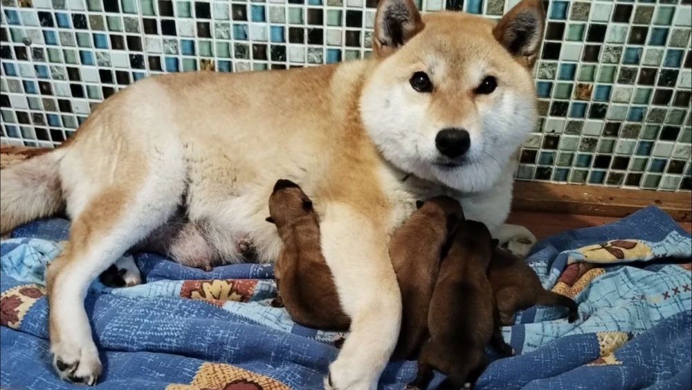 Щенки shiba inu рыжий Хатико бронь