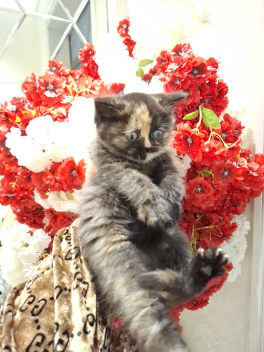 Mushukcha sotiladi 1.5 oylik zoti tozza