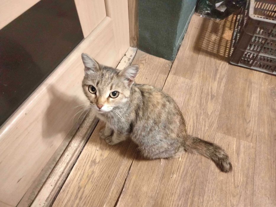 Отдам кошку в добрые руки