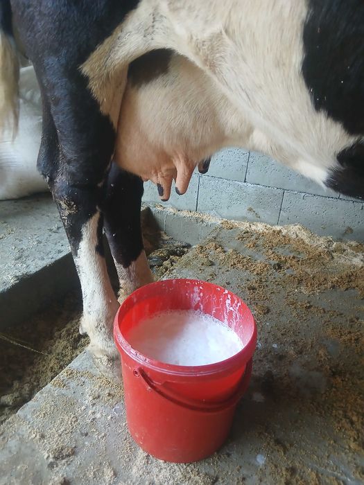 Vaca de vanzare gestanta