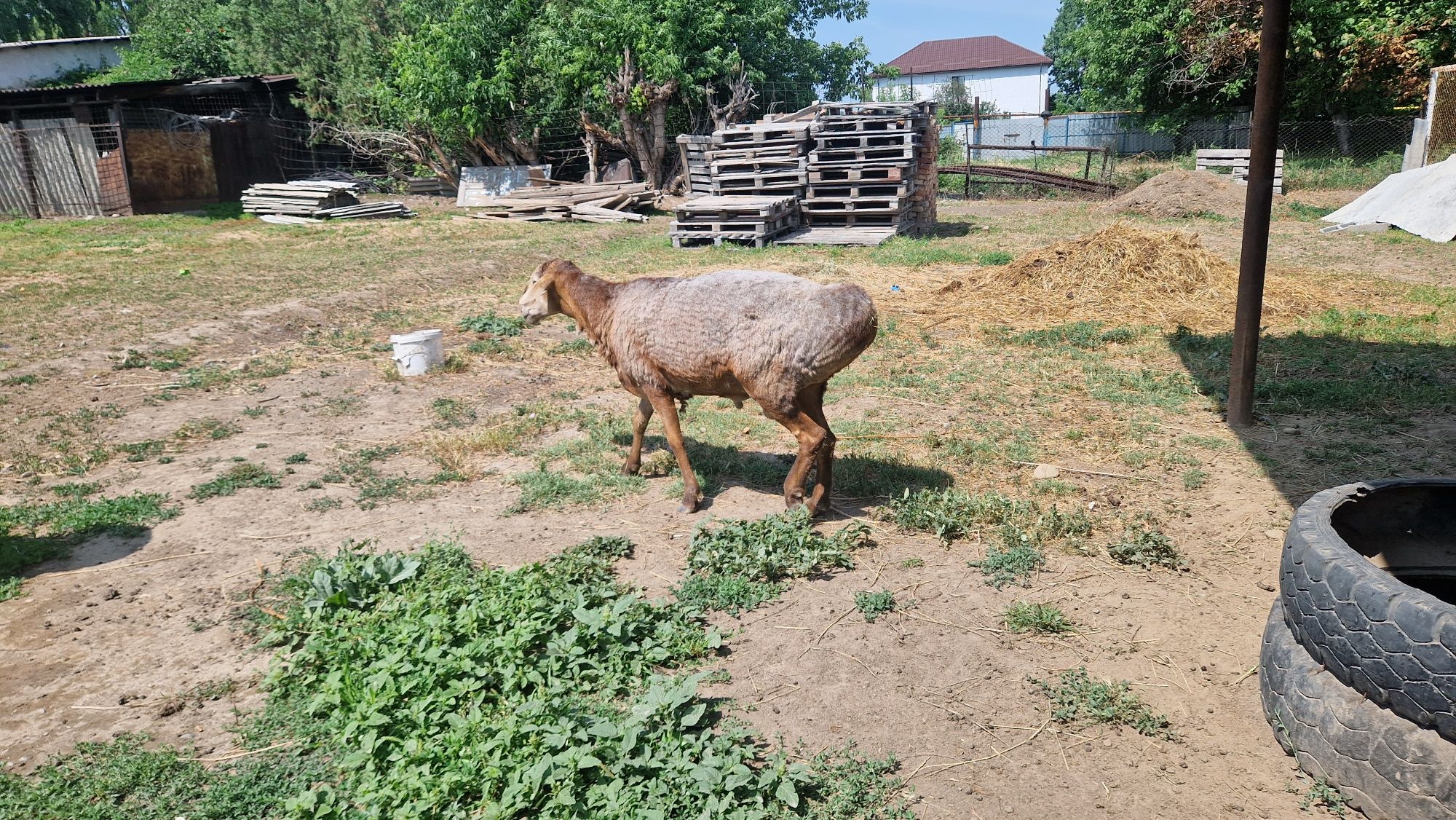 Продам Бараны  и дойную козу