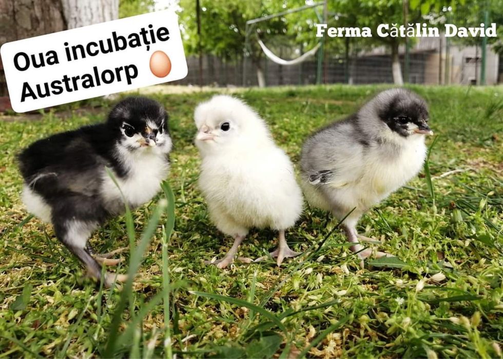 Puisori Australorp Negru Albastru Splash