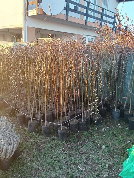 Plante ornamentale pentru grădini – transport și montare inclus