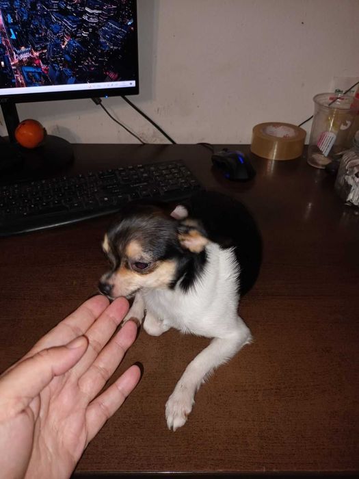 кученца кръстоска мини пинчер/чихуахуа