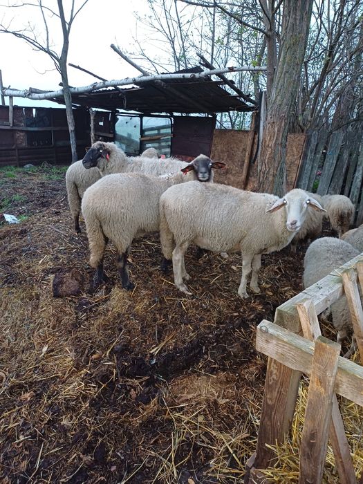 Vând 17 oi ,tinere și grase!