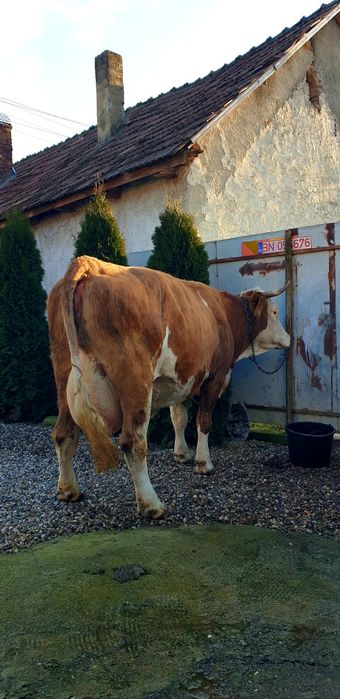 Vând vacă balțata românească este împlinit vremea sa fete