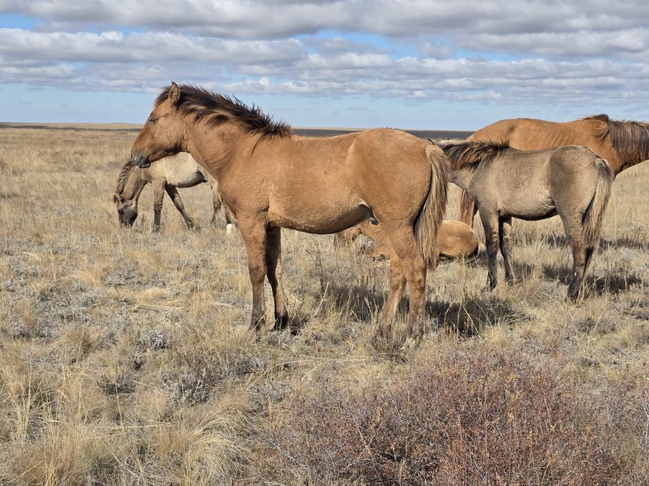 Жабагы сатылады 370000тг