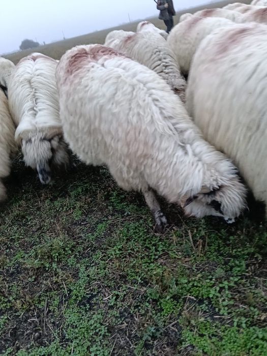 Oi disponibile de la primul miel până la al-5-lea miel.