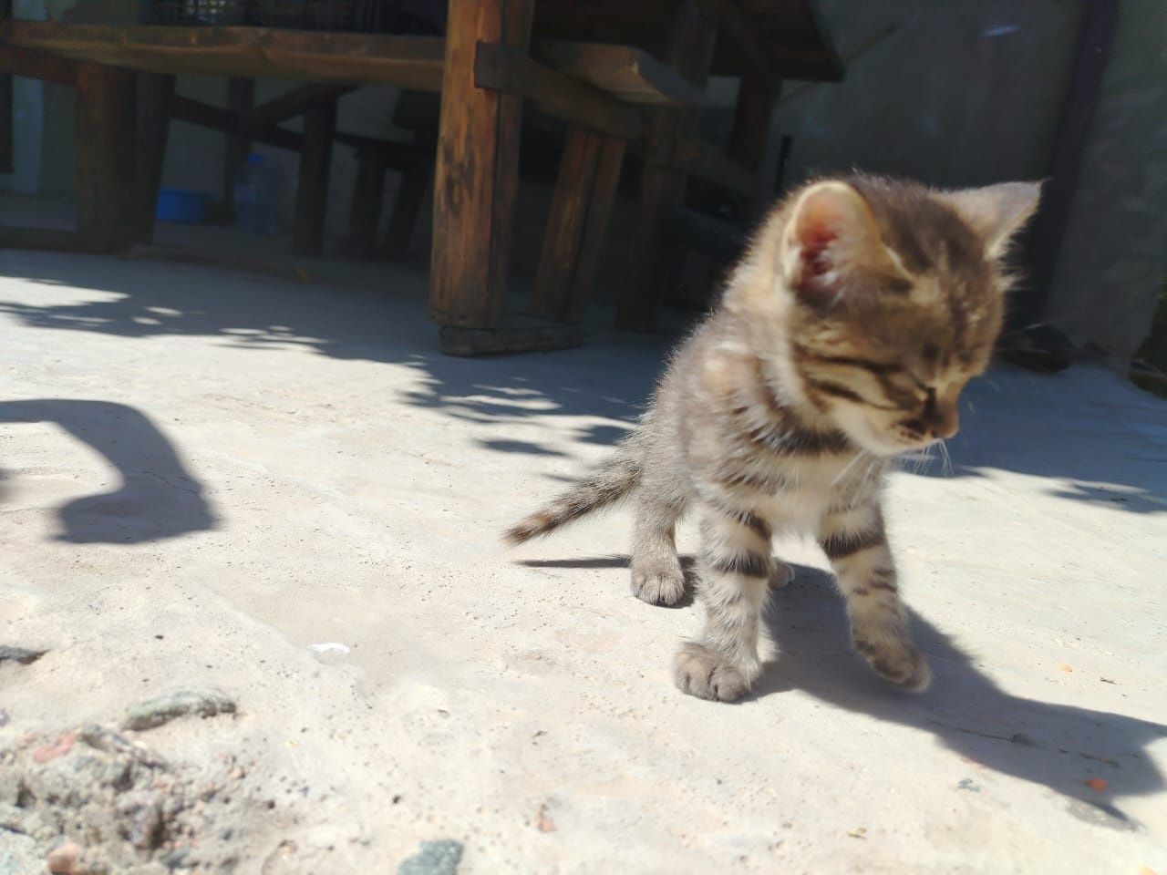 Котенок серый (девочка)